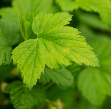 Yeşil yaprakları, makro çekim.