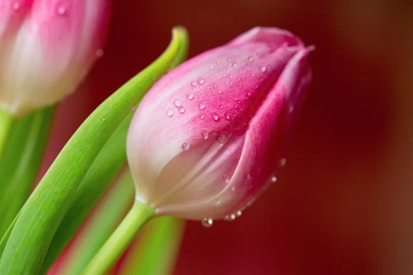 Fleurs de tulipes printanières . — Photo