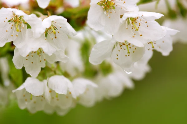 白い梨の花びらをマクロ撮影. — ストック写真
