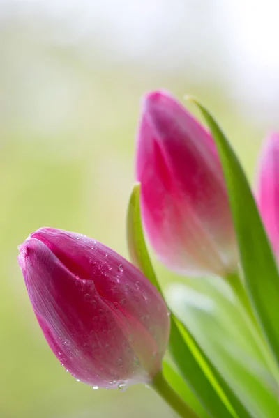 Fleurs de tulipes printanières . — Photo