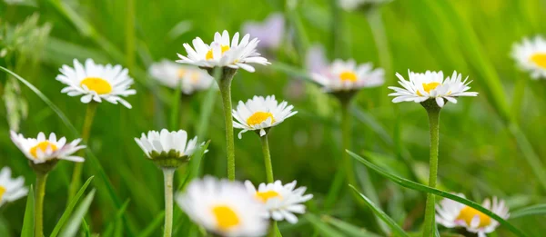 White daisies meadow. — Stock Photo, Image