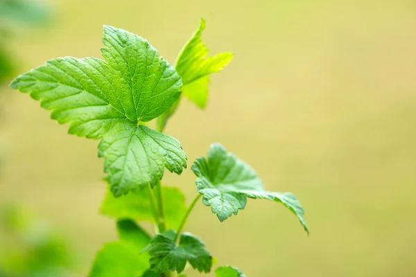 Green  leaves ,macro shot. — Stock Photo, Image