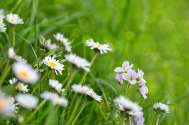 Beyaz papatya çayır.
