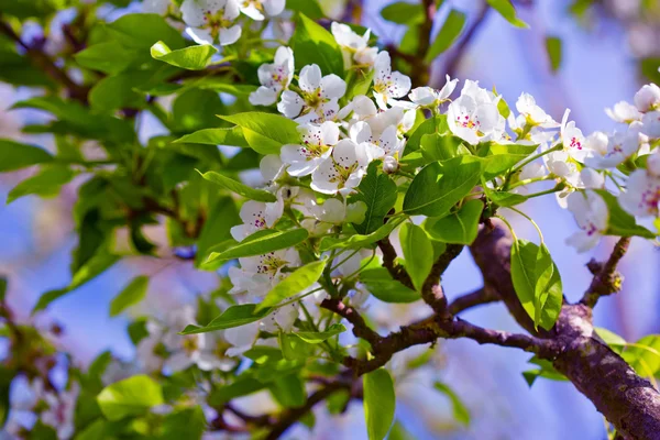 Pear tree blossoms in the spring garden. — Stock Photo, Image