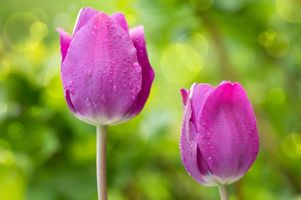 Tulipes violettes . — Photo