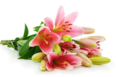 izole pembe lily çiçek .