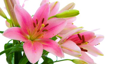 izole pembe lily çiçek .