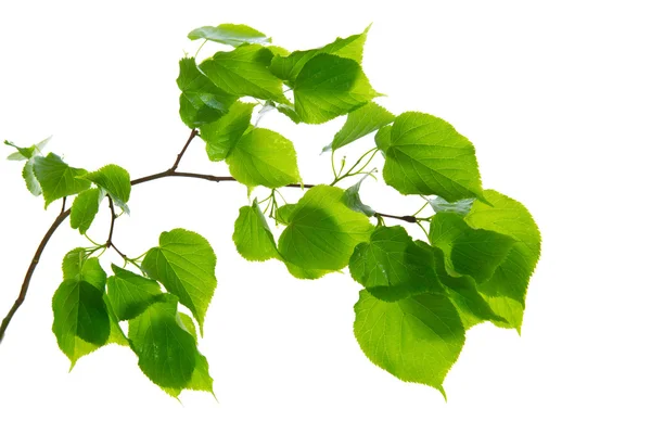 Brzoza zielony liść na białym tle. — Zdjęcie stockowe