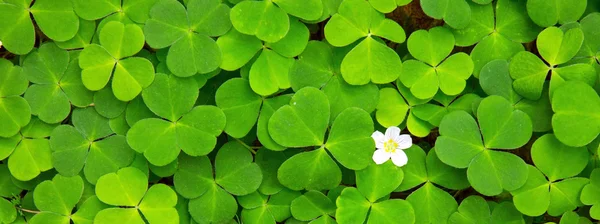 Trevo verde folhas fundo . — Fotografia de Stock