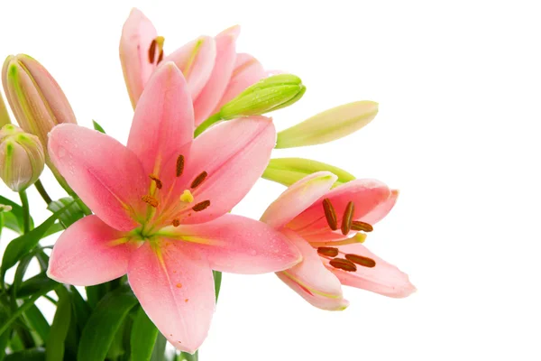 Pink lily flowers isolated . — Stock Photo, Image