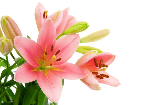 Roze lily bloemen geïsoleerd . — Stockfoto