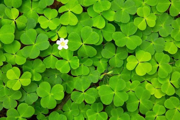 Grünklee hinterlässt Hintergrund . — Stockfoto