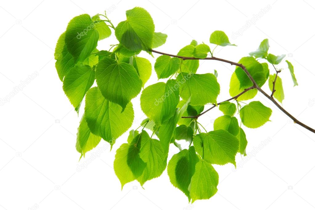 Green birch leaves isolated.