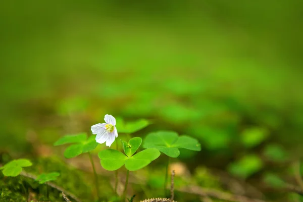 白い野生の花. — ストック写真