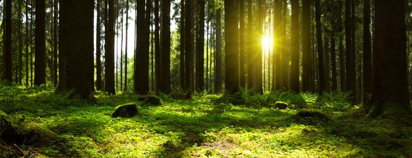 Luce del sole nella foresta . — Foto Stock