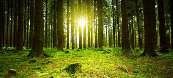 Napfény-erdő. — Stock Fotó