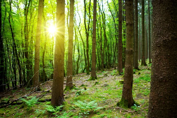 Lumière du soleil dans la forêt . — Photo