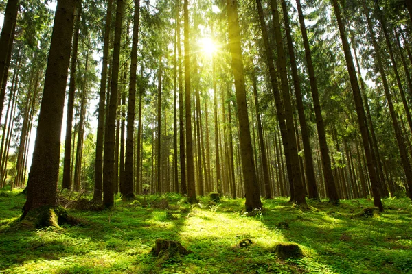 Grüner Wald. — Stockfoto