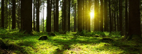 Sonnenlicht im Wald. — Stockfoto