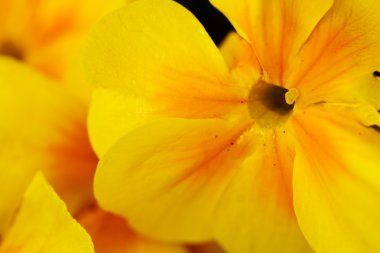 Makro sarı çuha çiçeği.