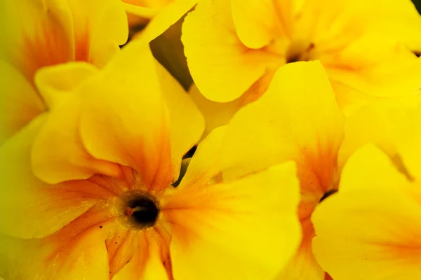 Macro prímula amarela . — Fotografia de Stock