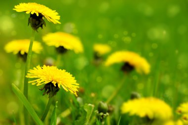 karahindiba sarı çiçek .