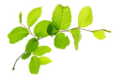 taze yeşil yaprakları izole.