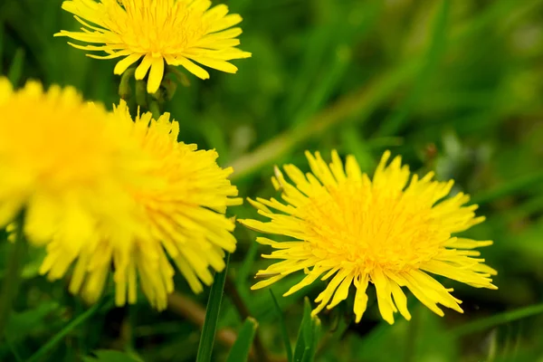 Gula maskros blommor . — Stockfoto