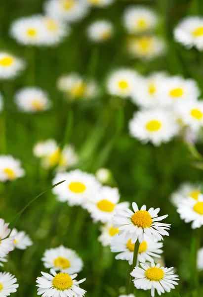 White daisies meadow. — Stock Photo, Image