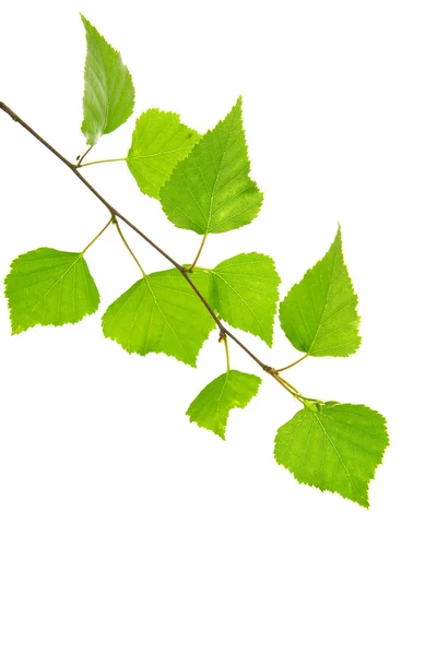 Färska gröna blad isolerade. — Stockfoto