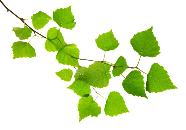 Färska gröna blad isolerade. — Stockfoto