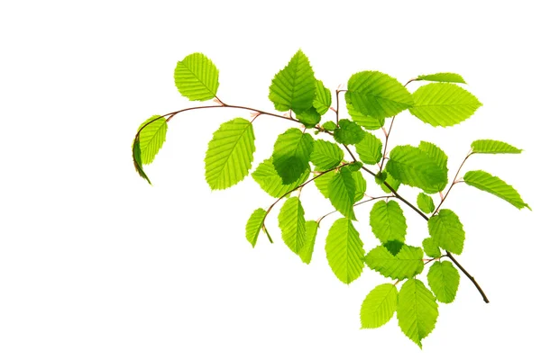 Fresh Green Leaves isolated. — Stock Photo, Image