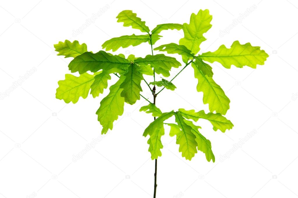 Fresh Green Leaves isolated.