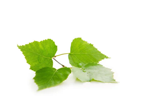 Frische grüne Blätter isoliert. — Stockfoto