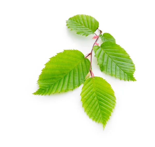Fresh Green Leaves isolated. — Stock Photo, Image