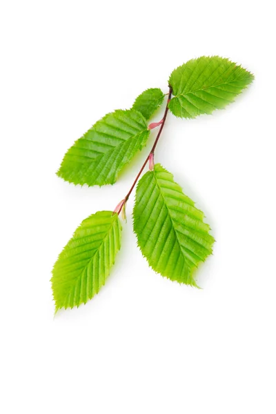 Fresh Green Leaves isolated. — Stock Photo, Image