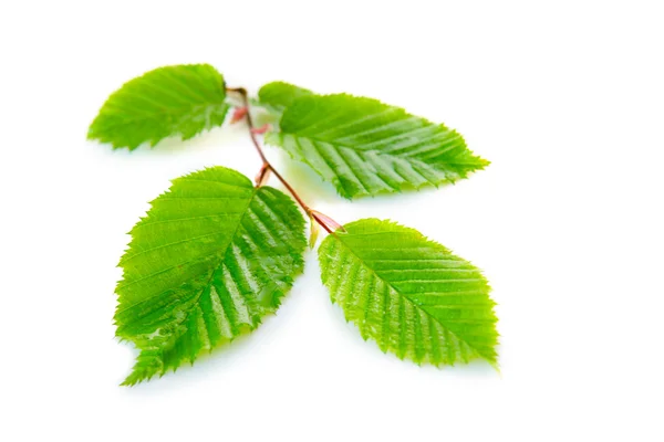 Färska gröna blad isolerade. — Stockfoto