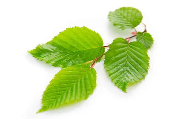 Färska gröna blad isolerade. — Stockfoto