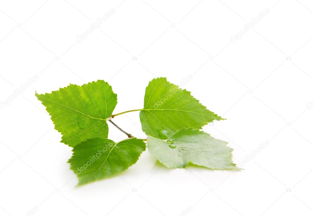 Fresh Green Leaves isolated.