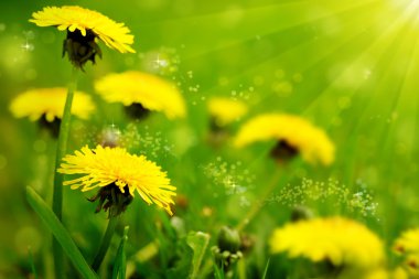 karahindiba sarı çiçek .