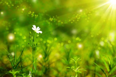 beyaz kır çiçeği .