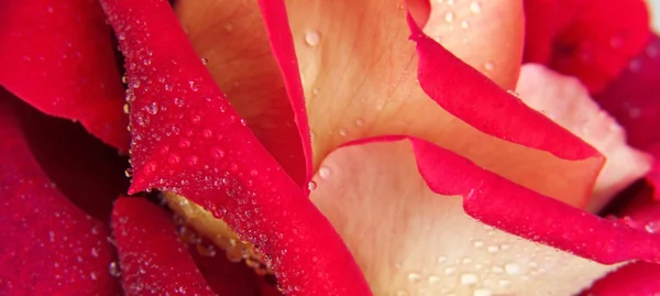 Macro rosa roja. — Foto de Stock