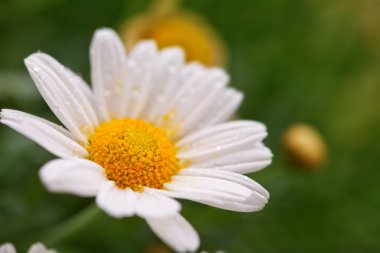 Beyaz papatya çayır.