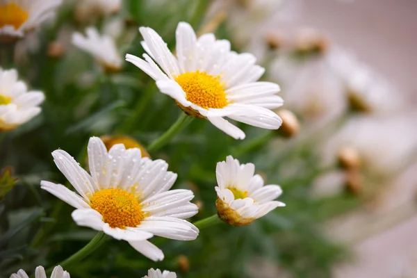 White daisies meadow. — Stock Photo, Image