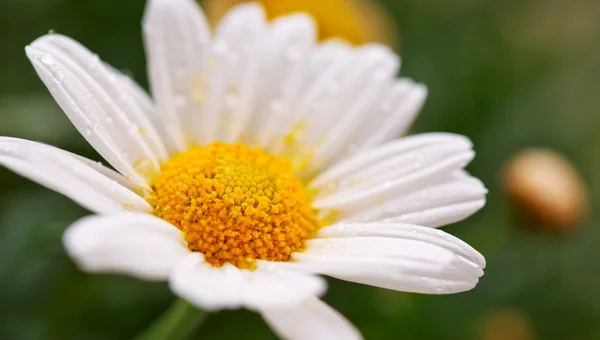 White daisies meadow. — Stock Photo, Image