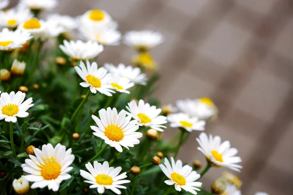 White daisies meadow. — Stock Photo, Image