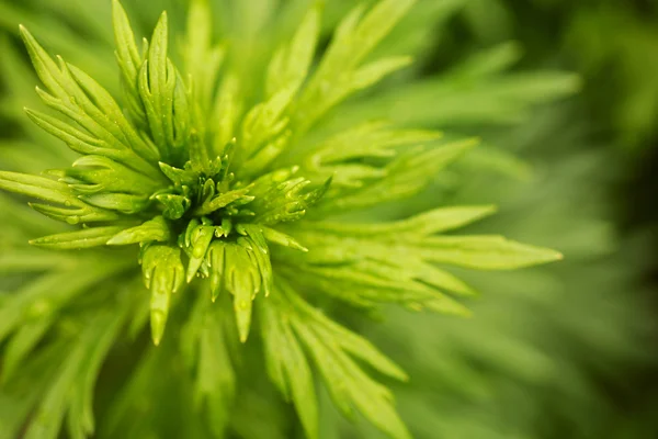 Green leaves background. — Stock Photo, Image