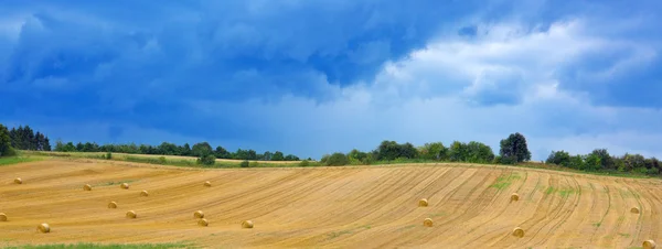 Campo de grano . —  Fotos de Stock