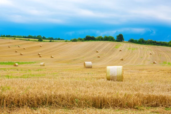 Campo di grano . — Foto Stock