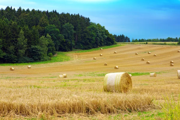 Campo di grano . — Foto Stock